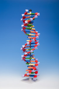 DNA model 22-layer - Molymod
