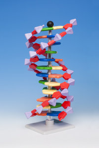 DNA model 12-layer - Molymod